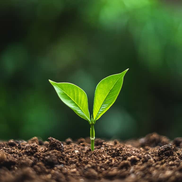 Жизнестойкость